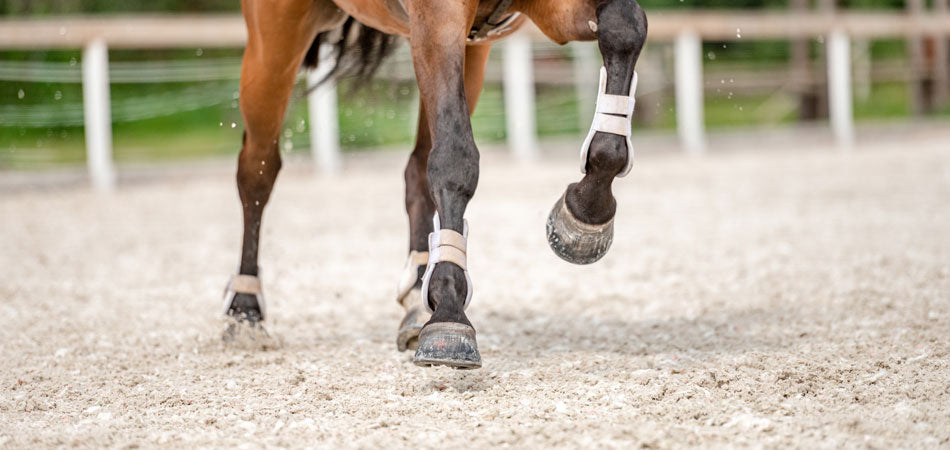 equine