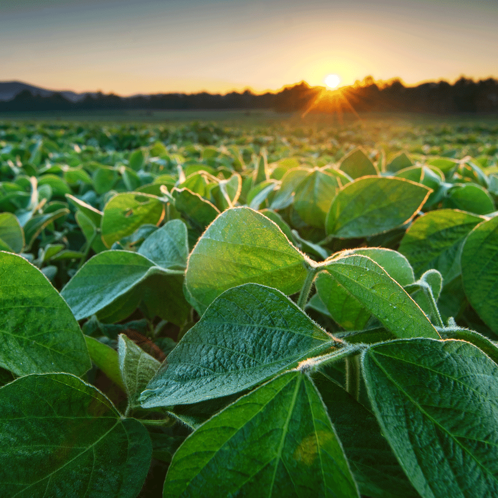 Based Wax Plant‑Based Waxes | Sustainable Wax Solutions by Kerax